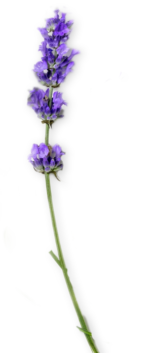 Lavendel2