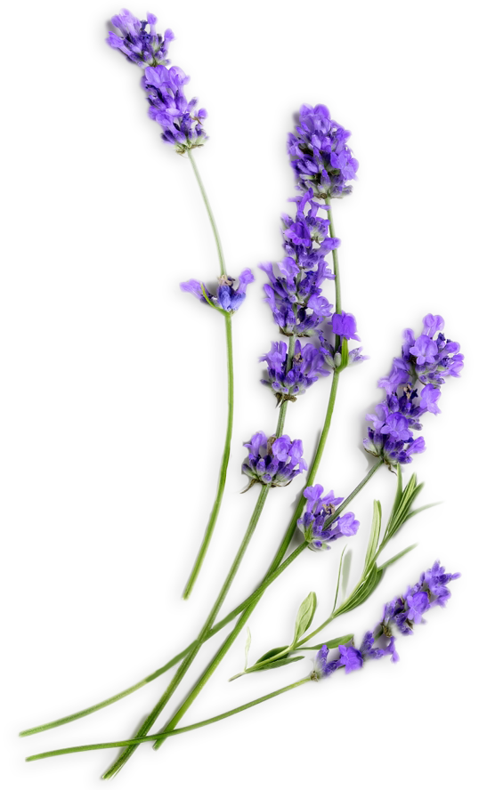 Lavendel